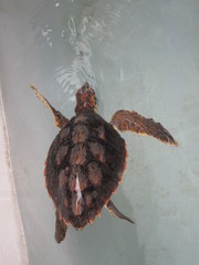 tartaruga