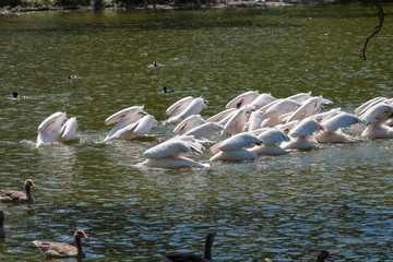 Groupe de pélicans blancs en plongée synchronisée