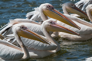 Groupe de pélican blanc sur un lac