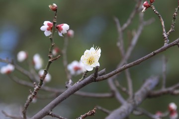 早咲きの梅