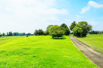 Fototapeta na wymiar field of green grass and blue sky in summer day