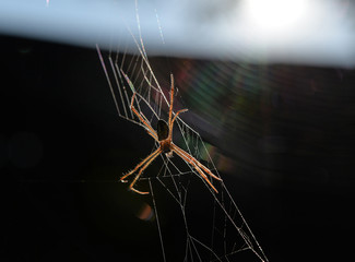 Spider on the web