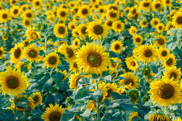 Fototapeta na wymiar flower, sunflower
