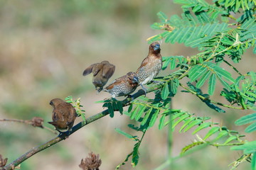 Scaly-breasted Munia (Lonchura punctulata) bird in Thailand.