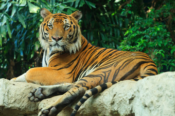 Fototapeta na wymiar Begal Tiger lay on rock
