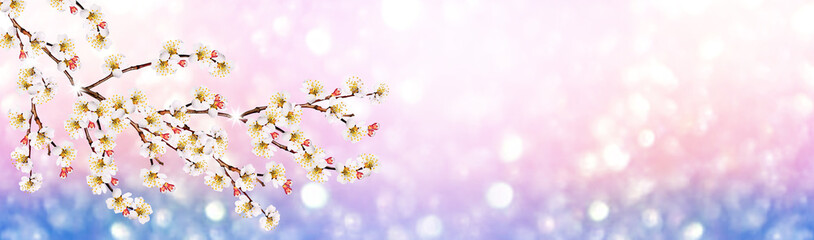 Blossoming branch apple. Bright colorful spring flowers