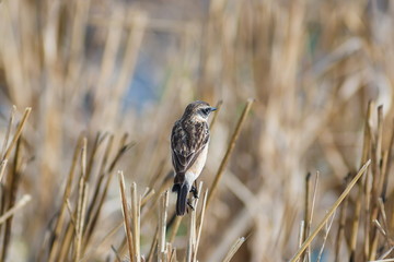 Pied Bushchat,bird in Thailand.