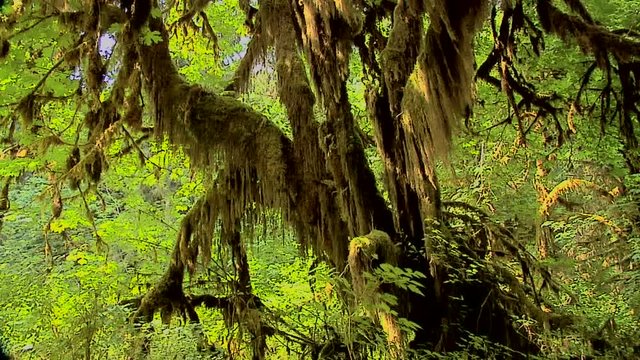 The Mable Grove inside the Hoh Rain Forest at Olympic National Park, Washington