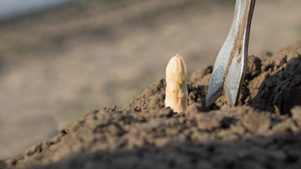 Spargel - Spargelernte - Stecheisen - Spargel stechen