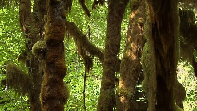 The Mable Grove inside the Hoh Rain Forest at Olympic National Park, Washington