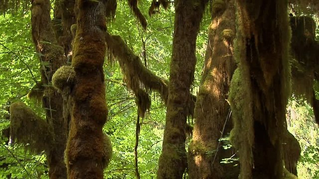 The Mable Grove inside the Hoh Rain Forest at Olympic National Park, Washington