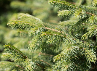 Naklejka na ściany i meble a branch of spruce as background