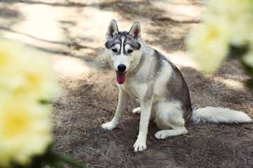 Cute husky on walk in forest