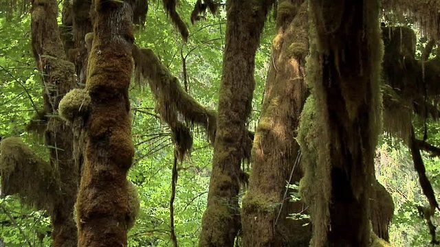The Mable Grove inside the Hoh Rain Forest at Olympic National Park, Washington