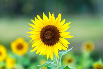 Obraz premium Sunflowers,flower,backgrounds.