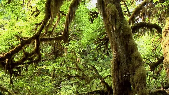 The Mable Grove inside the Hoh Rain Forest at Olympic National Park, Washington