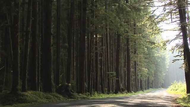 Forest inside the  Olympic National Park, Washington