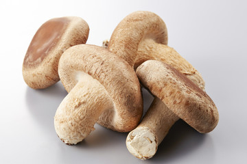 生椎茸　shiitake mushroom