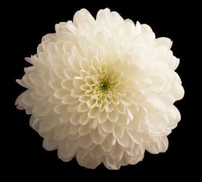 Fototapeta white chrysanthemums on a black background