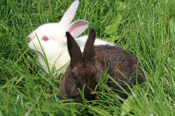 dark and white rabbit grass