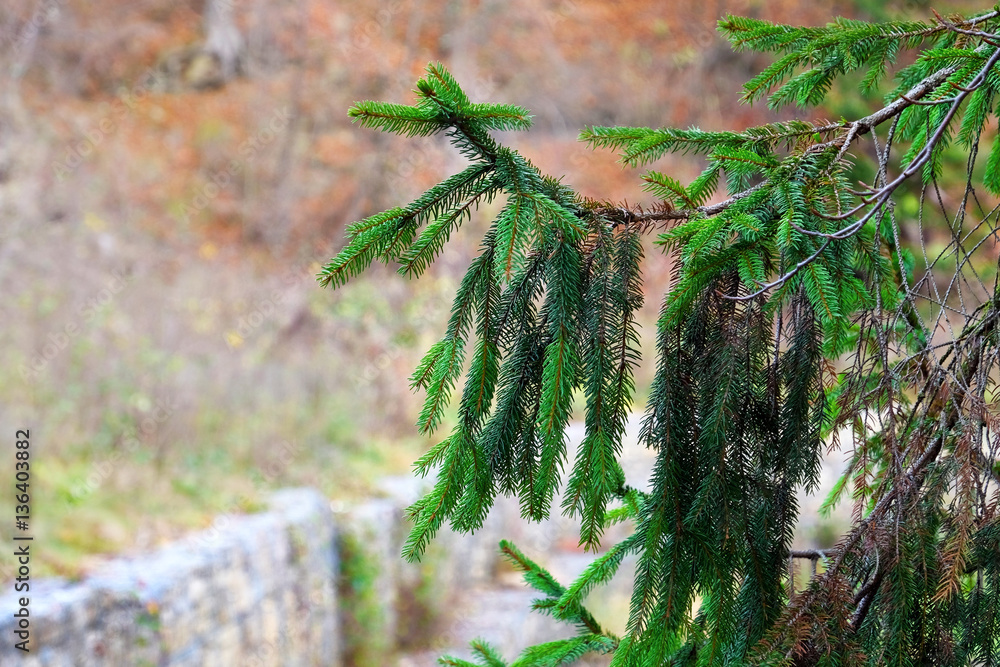 Sticker fir tree branches, closeup