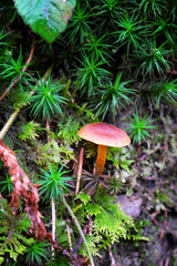 Mushroom in forest, closeup