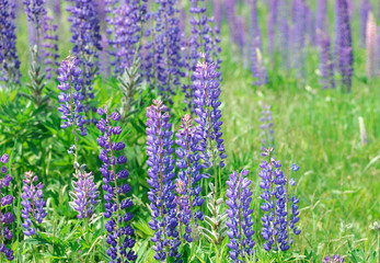 Obraz premium fresh lupine blooming in spring