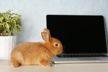 Cute red bunny sitting near laptop