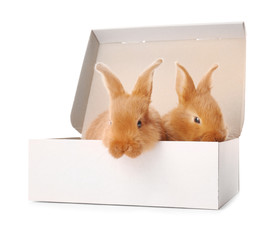 Cute funny rabbits in box on white background