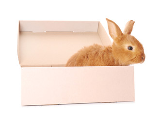 Cute funny rabbit in box on white background