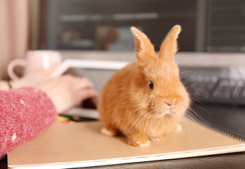 Obraz premium Cute funny rabbit on wooden desk