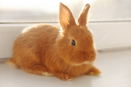 Cute funny rabbit on windowsill