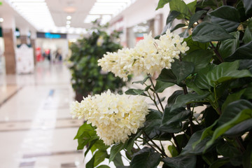 blooming white flowers on the market
