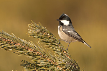 Coal tit. Periparus ater