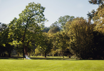 Fototapeta premium Newlyweds in the beautiful sunny park on the bench