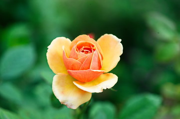 Orange Rose Valentine Day	
