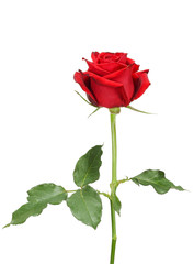 Fototapeta premium Beautiful red rose and leaves isolated on white background
