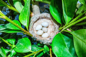 Goldfinch's nest with five eggs in a tree
