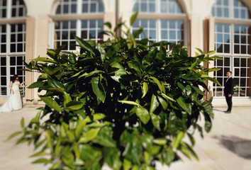 Green tree and the newlyweds next to a palace