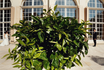 Green tree and groom with a bride
