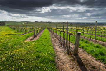 Obraz premium Barossa Valley Scene