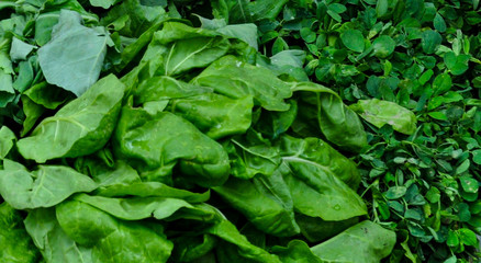 Chard or mangold, raw organic leaf