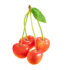cherries isolated on white background