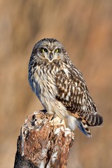 owl, too cute owl is on the post