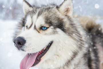 Smiling furry wolf dog Laika Husky portrait. Nature cool winter background. Wild look moment mood
