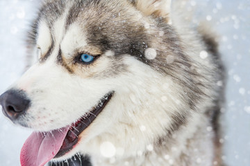 wolf dog Laika Husky looking side portrait. Nature cool winter background. Wild look moment mood. opened jaws. snowing