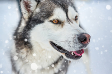 Naklejka premium Portrait of a beautiful wild dog Laika Husky like wolf pack leader is looking to the side. Brown eyes. Winter snow background. 