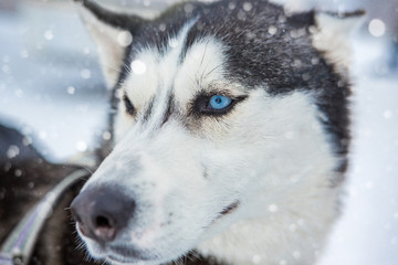 Cool wild male Laika Husky sled dog rig is looking to the side. Piercing blue eyes. Natural selection. The strongest survives! Snowing. Northern nature