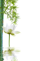 Fototapeta na wymiar bambous et flore aquatique, fond blanc