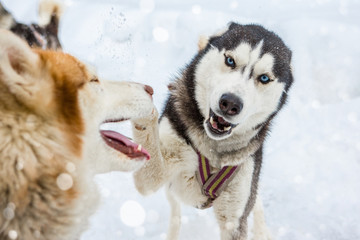 Two dogs Laika Husky plays. Snowy white nature background. Rivalry and jealousy in a pack of sled dogs